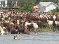 Chincoteague Pony Swim July 2007 065